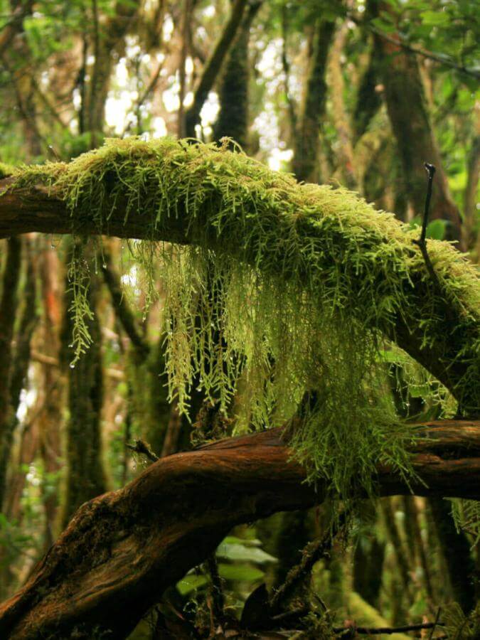Humid Anaga forest with moss-covered trunks, lianas, and dense vegetation.