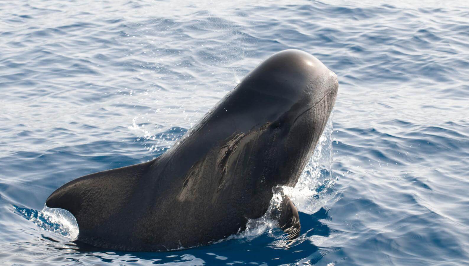 Calderón gris (a tropical cetacean with large fins) emerging from the ocean, its body partly above water.
