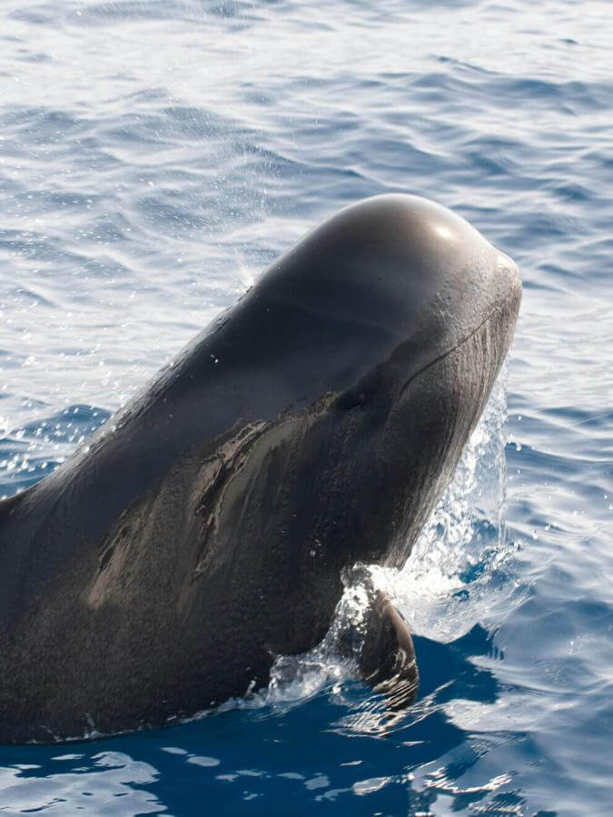 Calderón gris (a tropical cetacean with large fins) emerging from the ocean, its body partly above water.