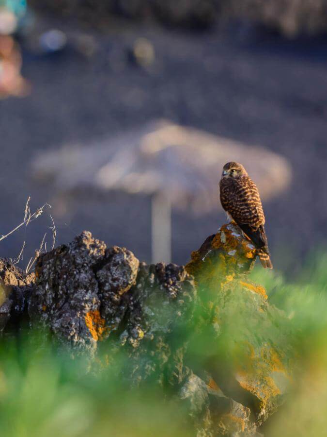 Two birds perched on volcanic rocks at Charco Verde, with vegetation and a blurred beach in the background.