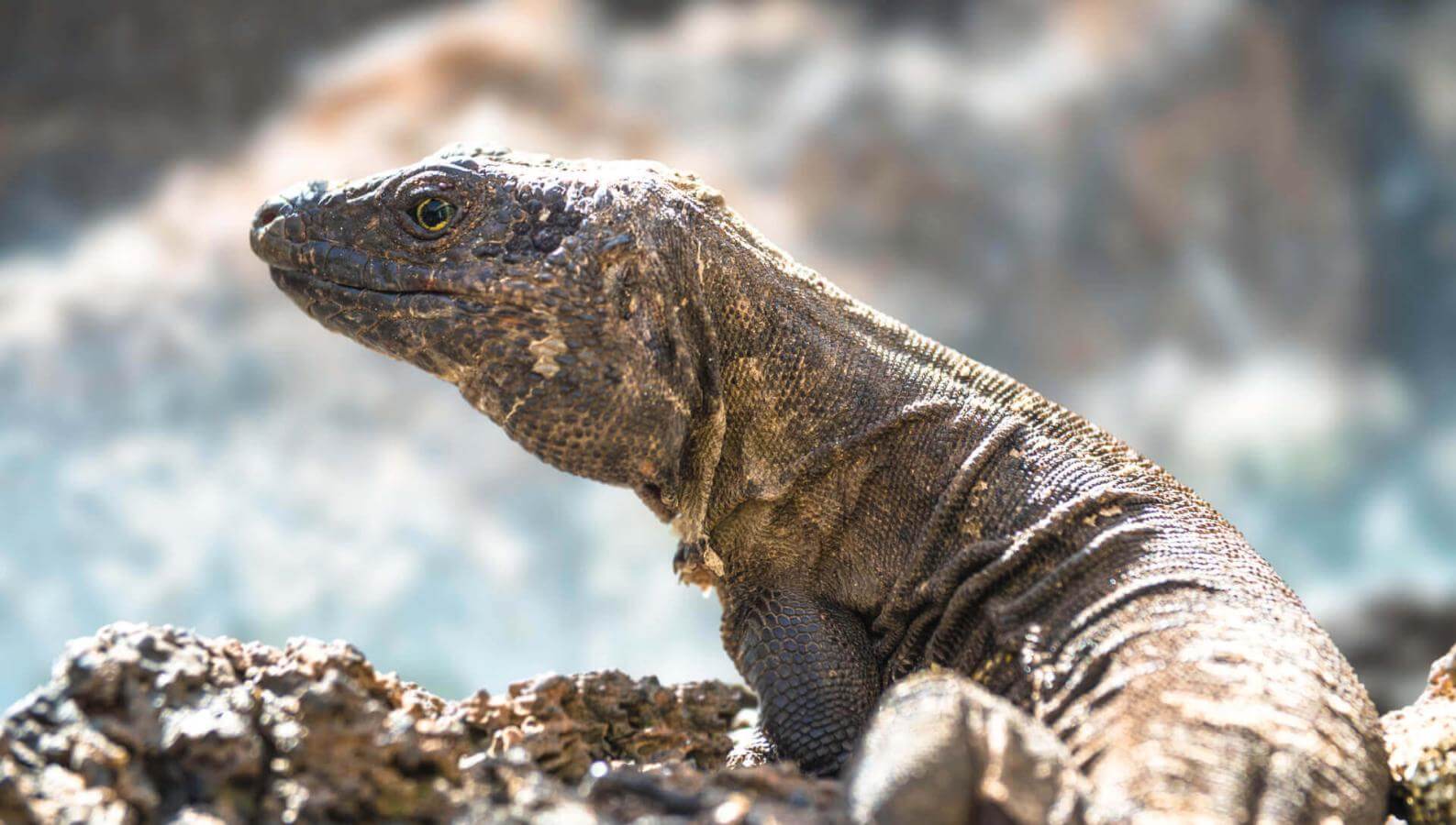 The El Hierro lagarto gigante (a protected endemic lizard of the Canary Islands) on volcanic rock.