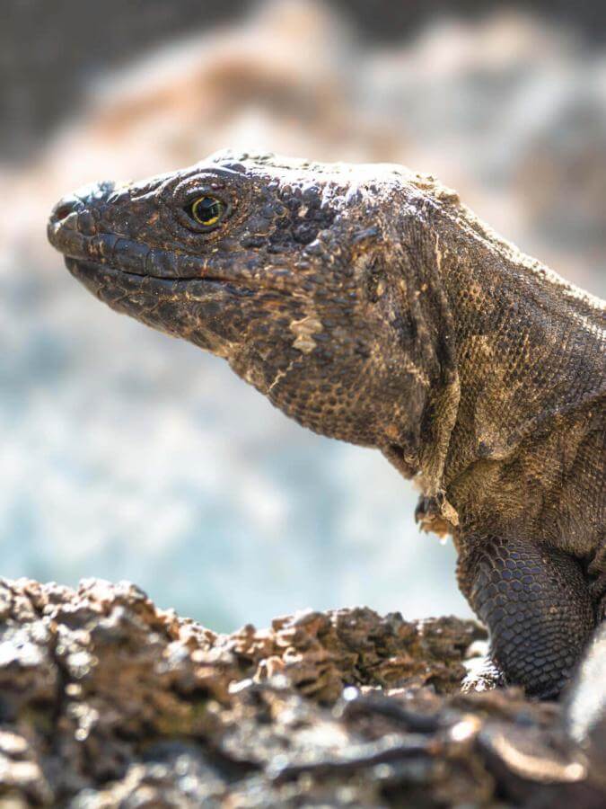 The El Hierro lagarto gigante (a protected endemic lizard of the Canary Islands) on volcanic rock.