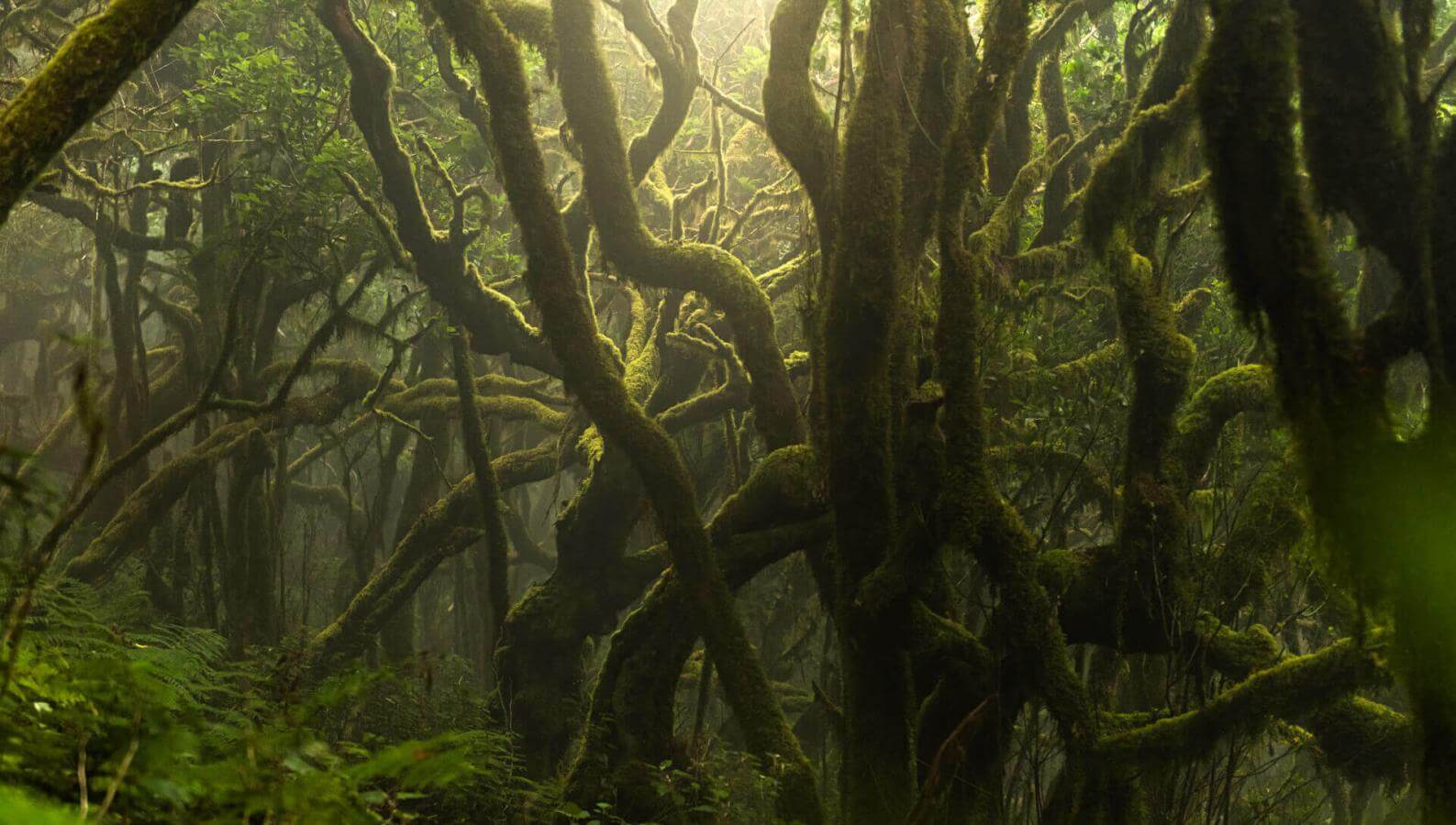 Laurissilva forest in Garajonay: moss-covered trunks in a humid, misty atmosphere.