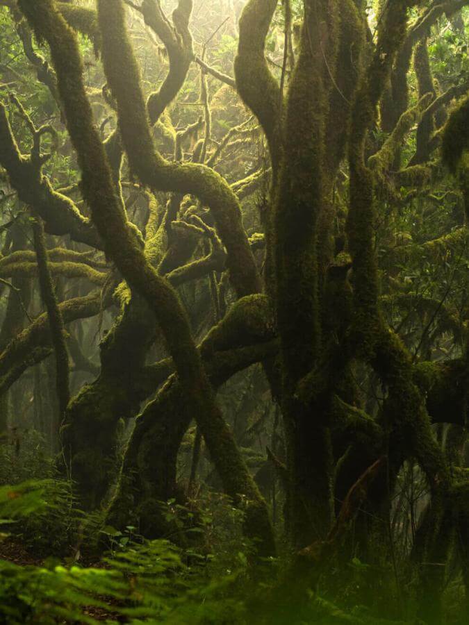 Laurissilva forest in Garajonay: moss-covered trunks in a humid, misty atmosphere.