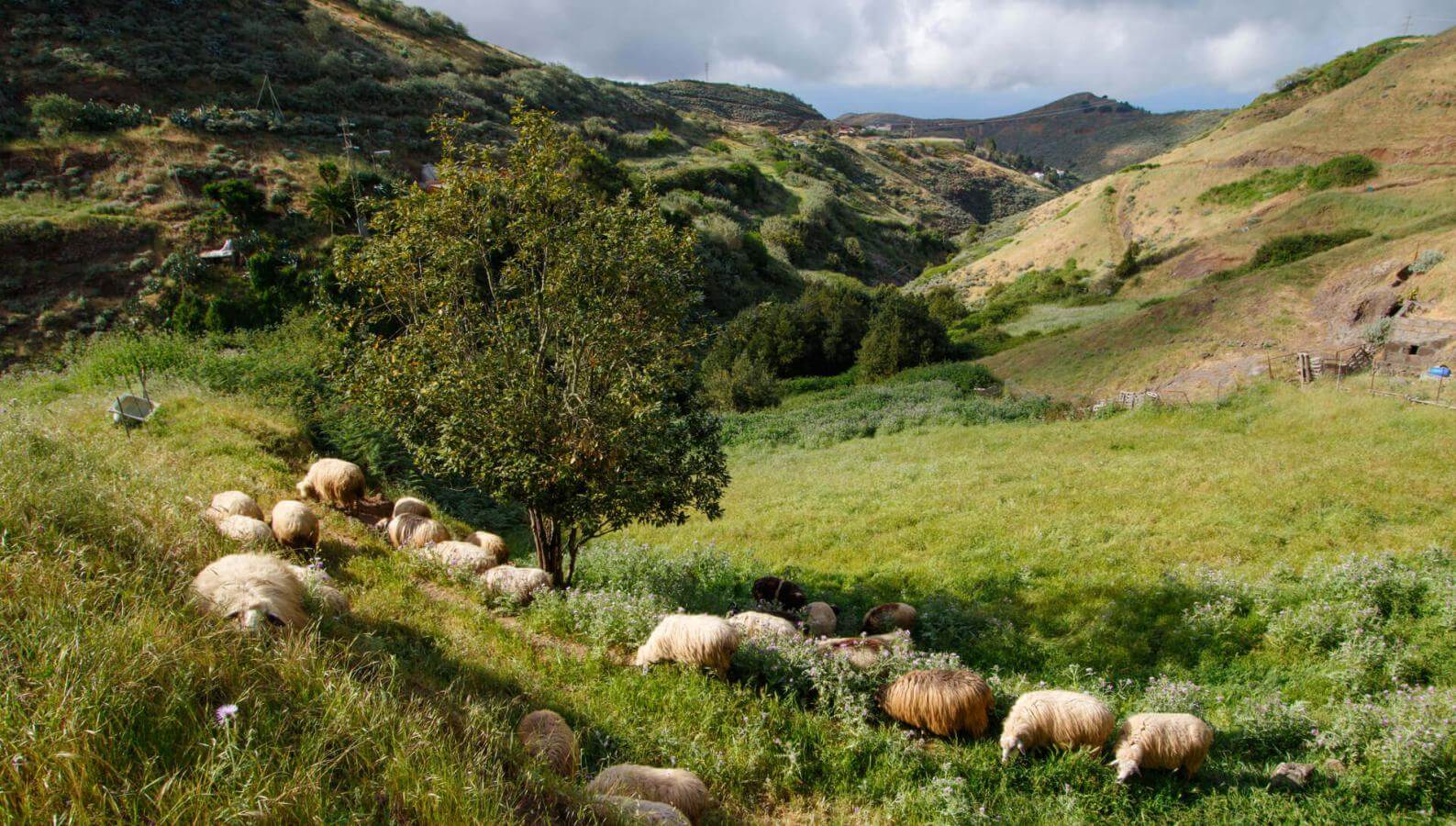 Flock of sheep grazing in a green valley in Montaña Alta, Gran Canaria, surrounded by gentle slopes.