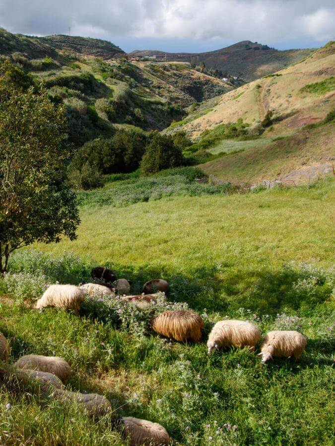 Flock of sheep grazing in a green valley in Montaña Alta, Gran Canaria, surrounded by gentle slopes.