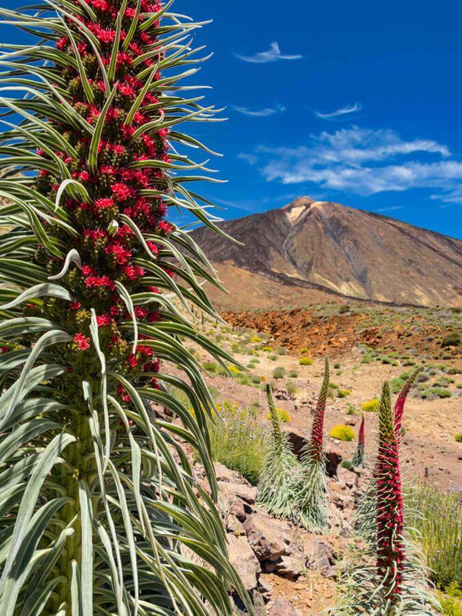 Tajinaste rojo (a bush endemic to the Teide) in bloom in Las Cañadas, with the volcano peak under blue sky.